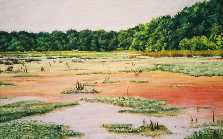 Wetland In Summer